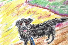 Fergus-the-Dog