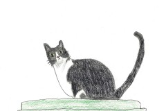 bw-cat_KimVelazquez