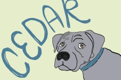 cedar