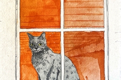 gracie cat