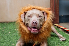 basilthelion