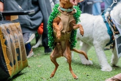 chiapetjumps