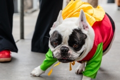 frenchie