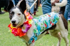 hawaiaanlei