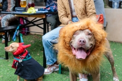 lionbasilwink