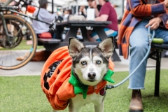 pumpkinhusky
