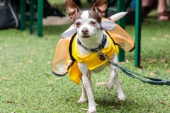 tinkerbell