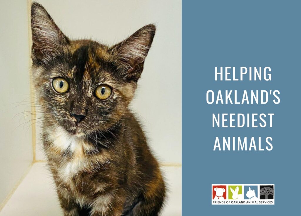 Helping Oakland's Animals