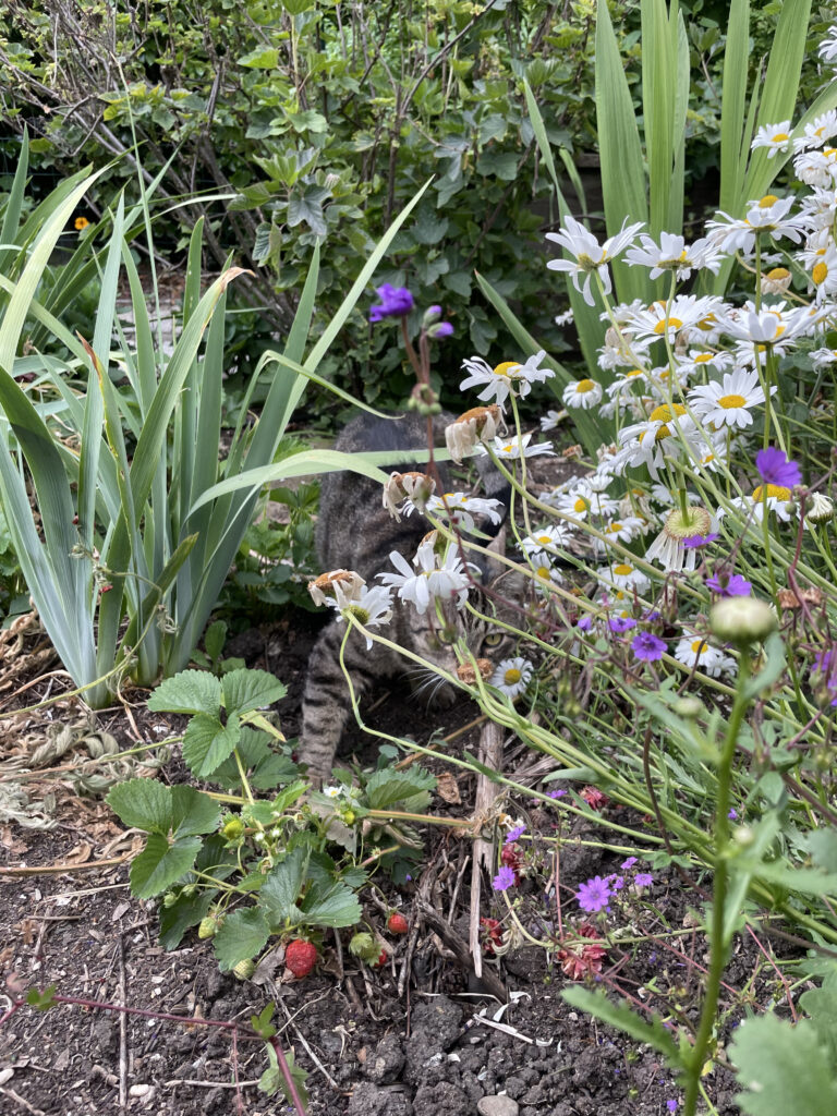 photo: Hyena on the job protecting Anna's lush garden