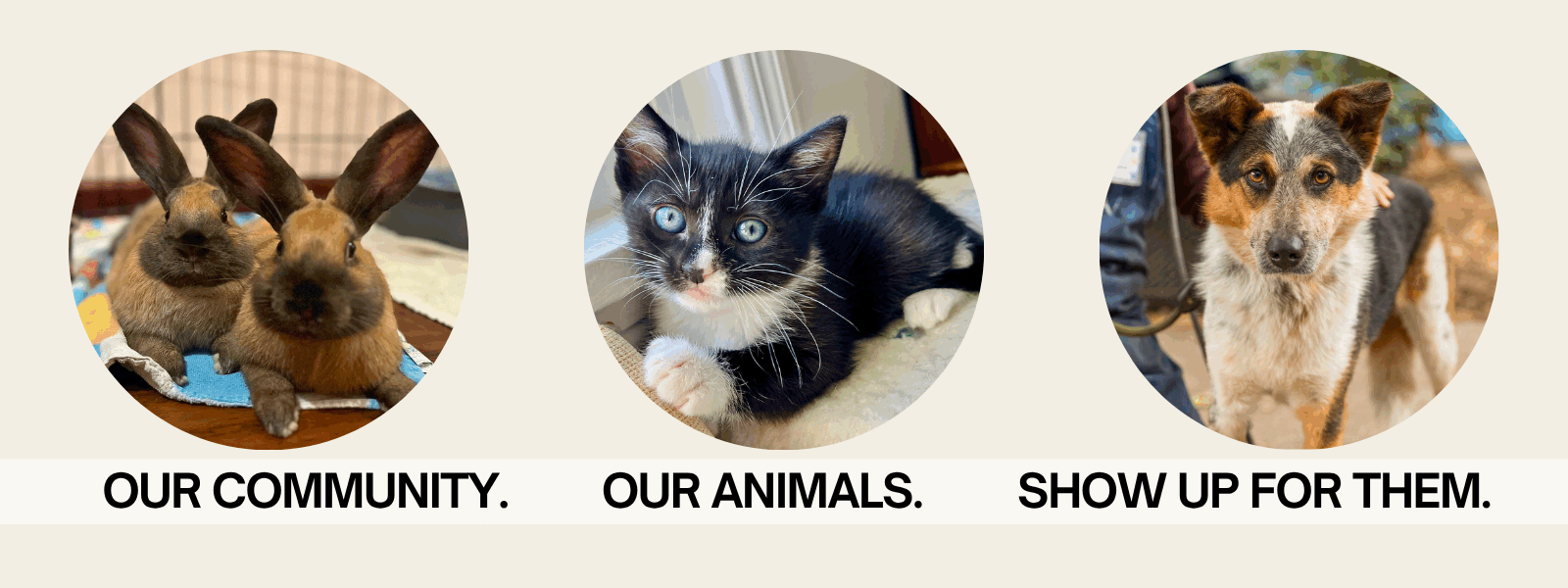 FOAS is 20 years old!