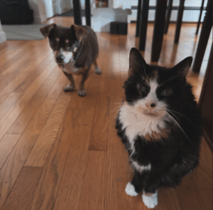 A cat and a dog. George and Sundae