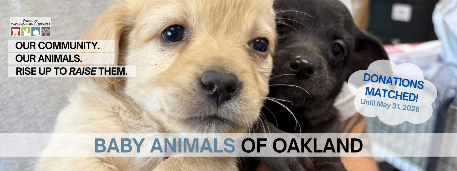 Baby Animals of Oakland